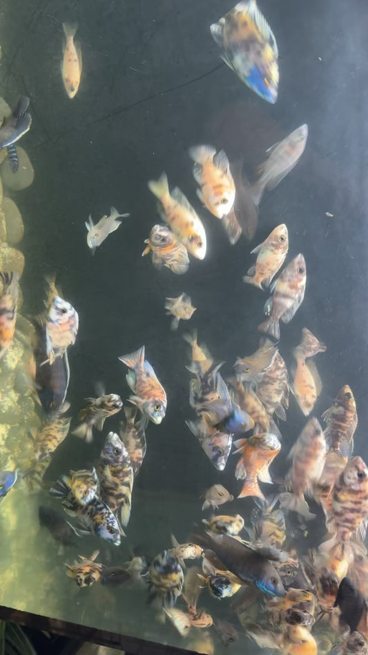 RANDOM Multi-colored OB Peacock 3-5 inch
